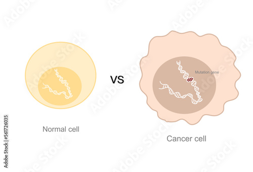The comparison between normal cells and cancer cell that showing the difference morphological after the gene mutation.