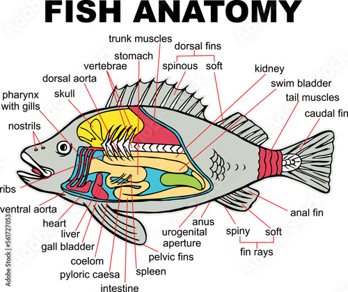 Fish Anatomy, vector illustration
