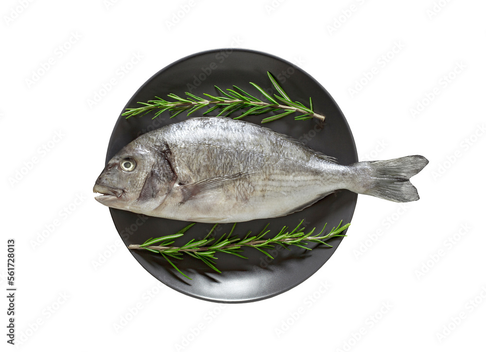 Dorado, raw fresh uncooked fish, rosemary, on gray plate, isolated on white background with clipping path Dorado, raw fresh uncooked fish, rosemary, on gray plate, isolated on white background with clipping path