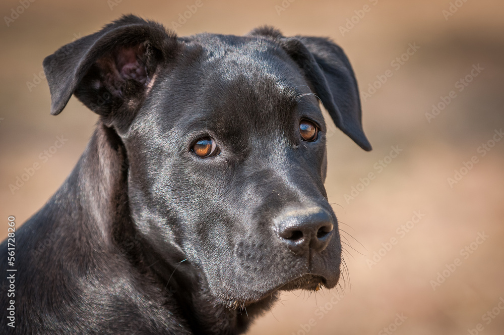 portrait of a black dog