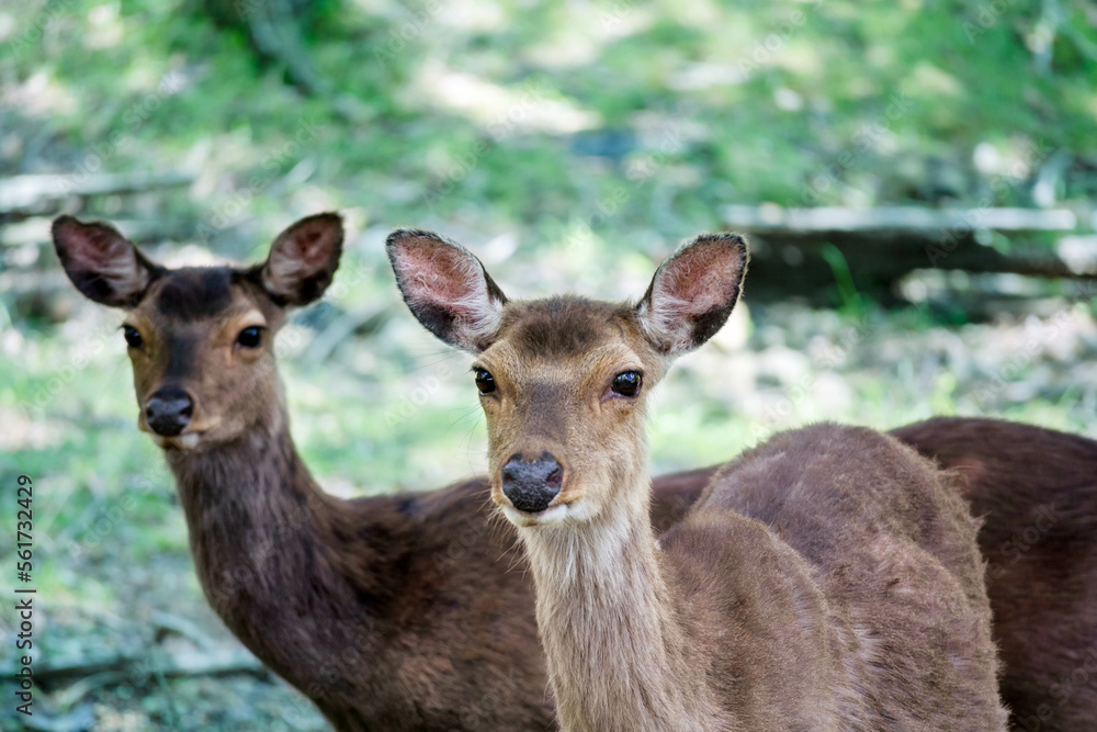 夏の九州の森で出会った野生の鹿