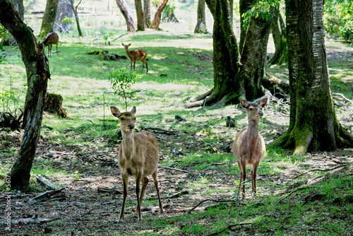 夏の九州の森で出会った野生の鹿 © Sally B