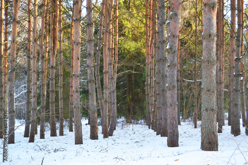 Coniferous trees in the winter forest photo