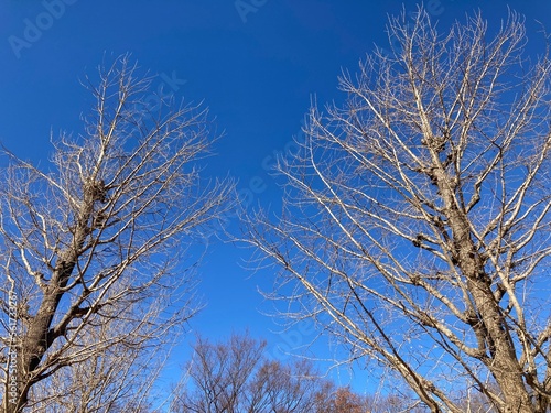 冬の銀杏の木