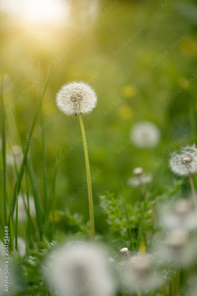 Dandelion in sunlight. Beautiful spring background. Selective focus. Vertical image.