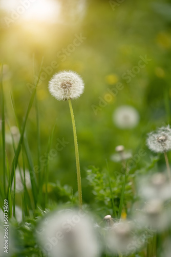 Dandelion in sunlight. Beautiful spring background. Selective focus. Vertical image.