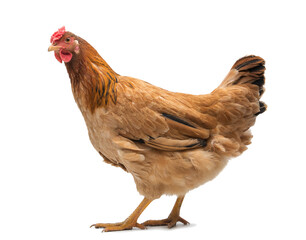 red adult hen isolated on white background