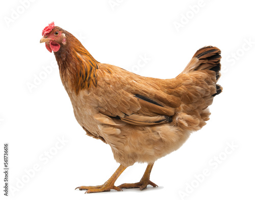 Canvas Print red adult hen isolated on white background