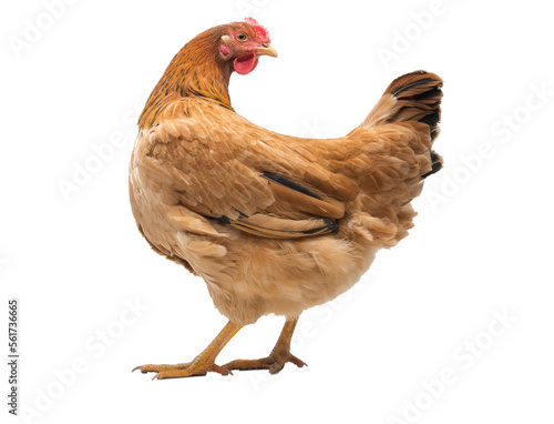 Fotografia red adult hen isolated on white background