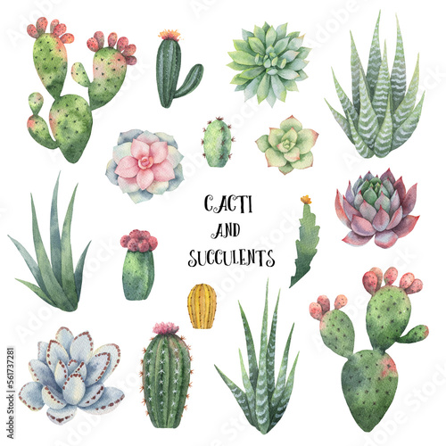Watercolor hand painted set of cacti and succulent plants..Perfect for wedding invitation, scrapbooking, Mother day card decoration, greeting cards, textiles.
