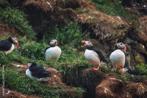 Flock of Atlantic puffin bird living on the cliff by coastline in north atlantic ocean during summer at Borgarfjardarhofn photo