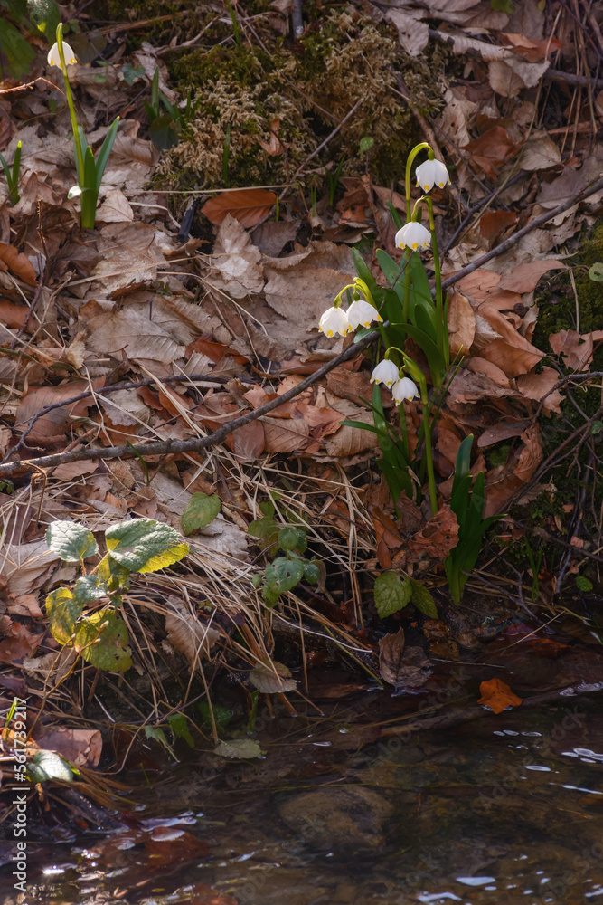 Fototapeta premium summer snowflake blooming in the forest. spring nature background
