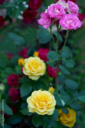 Beautiful pink climbing roses in summer garden with white background. Soft focus.