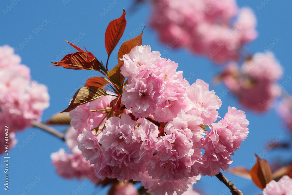 pink sakura blossom in front of a blue sky. fresh nature background on a sunny day