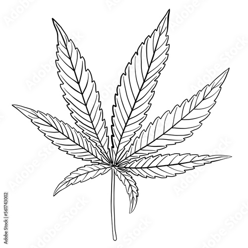 simplicity cannabis leaf freehand drawing flat design.