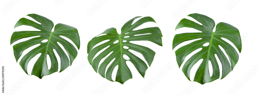  tropical jungle Monstera leaves isolated on transparent png