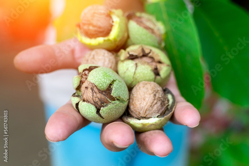 Walnuts in hand. Harvesting. Whole walnut, healthy organic food concept. Selective focus