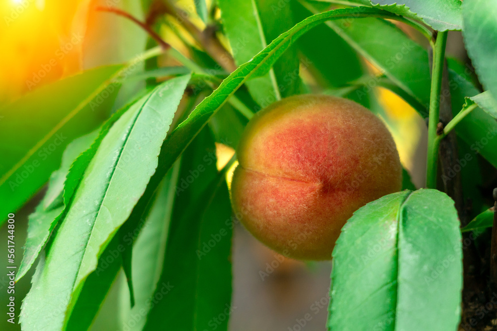 Peach fruits on a tree branch with leaves. Fruit Peach Garden Concept. Selective focus