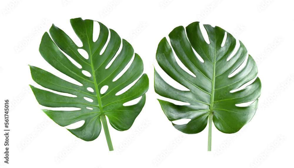 tropical jungle Monstera leaves on transparent png tropical jungle Monstera leaves on transparent png