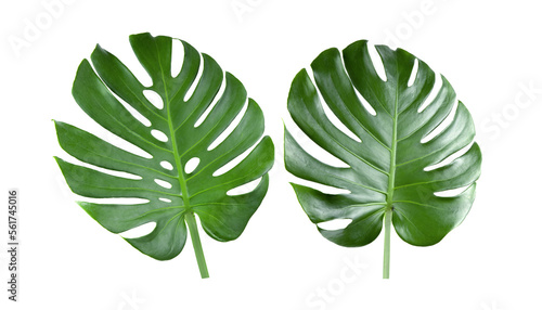 tropical jungle Monstera leaves on transparent png