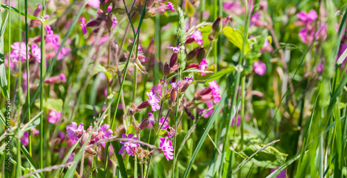 Wild pink flowers on a meadow on summer sunny day