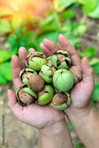Walnuts in hands. The concept of business growth, profit. Selective focus Vertical photo