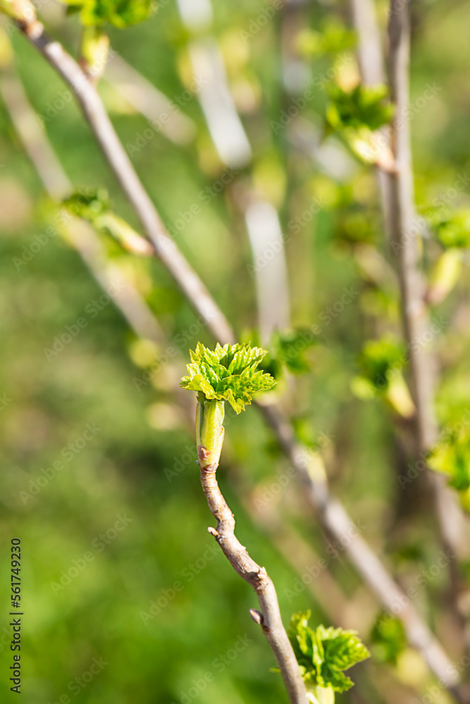 Spring green buds of black currant bush. Selective focus.