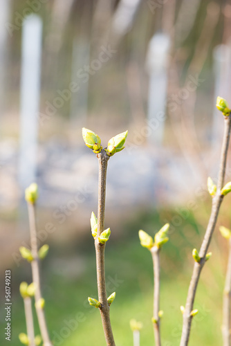 The first spring buds of shrubs in the garden. Selective focus. © 7707601