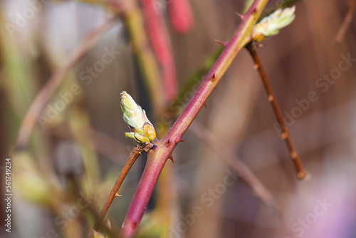 The first spring buds of a raspberry bush. Selective focus. photo