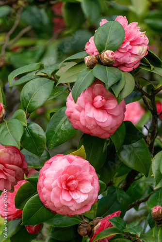 Delicately pink camellia flowers in the spring garden