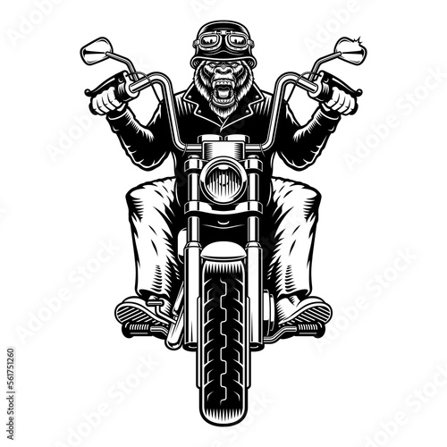 Vector illustration gorilla biker on a motorcycle on a white background