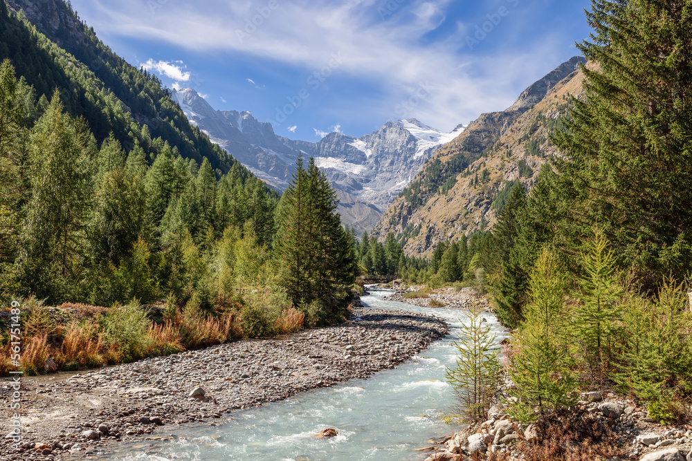 Stormy Alpine mountain water stream runs along gorge rapids, covered with evergreen pine forest in Gran Paradiso National Park, framed by steep slopes. Aosta, Italy