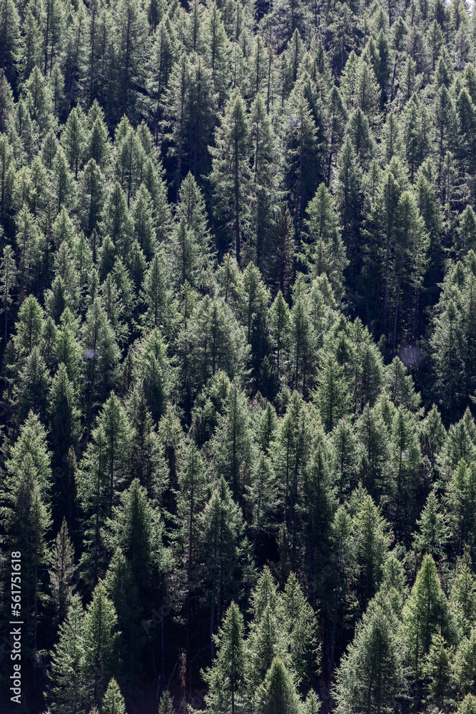 Aerial view of crowns of green coniferous trees in dense impenetrable forest lit by bright daytime sunlight for background. Vertical shot