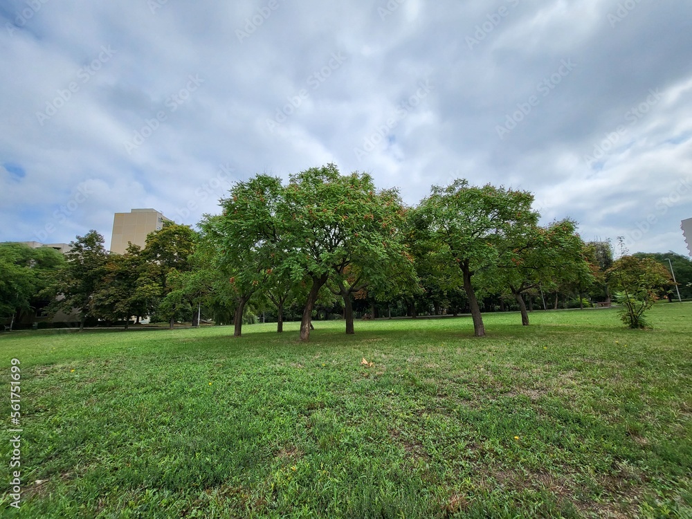 Naklejka premium Trees in the park at summer with green grass and blue sky