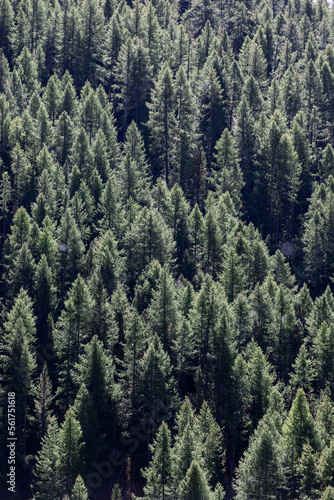 Aerial view of crowns of green coniferous trees in dense impenetrable forest lit by bright daytime sunlight for background. Vertical shot
