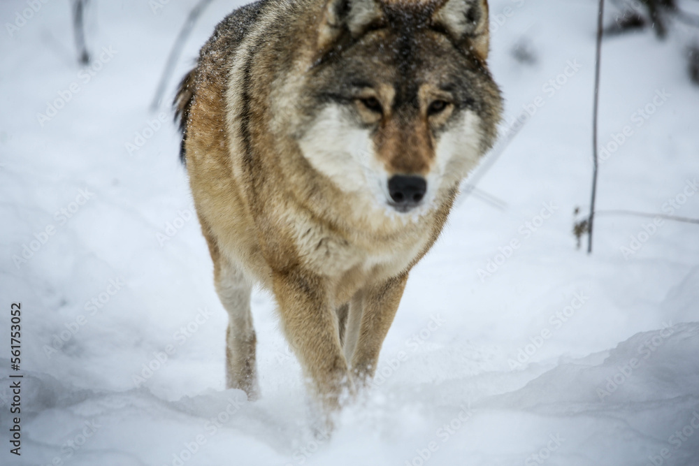 Obraz premium Gray wolf approaching