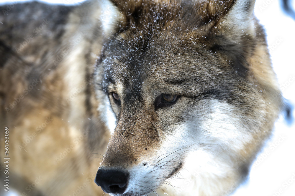 Fototapeta premium Gray wolf in the snow