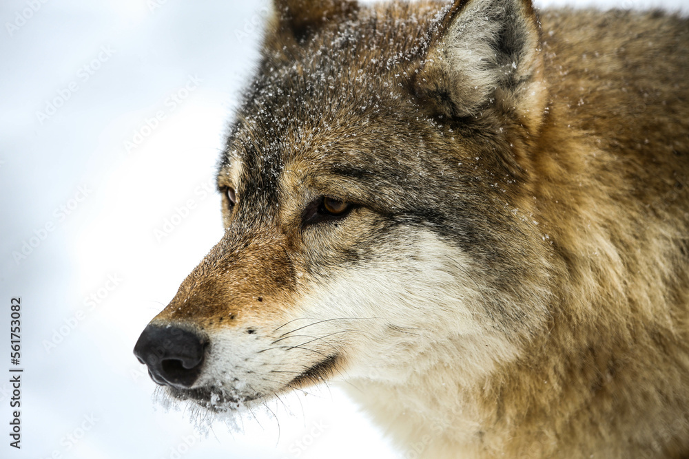 Obraz premium Gray wolf portrait