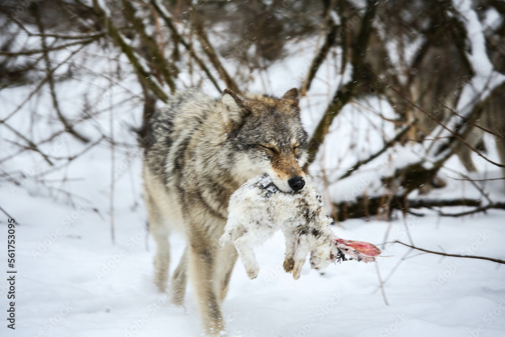 Wolf catching a rabbit