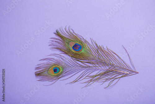 peacock feather on purple paper background background