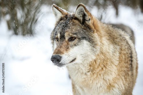 Wolf portrait in winter