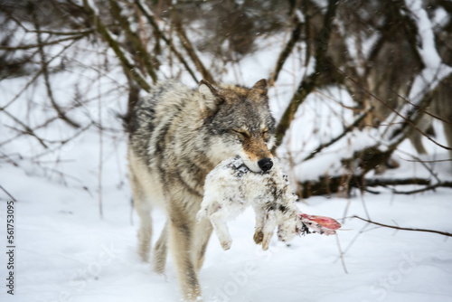 Wolf catching a rabbit © TOKAJGUIDE