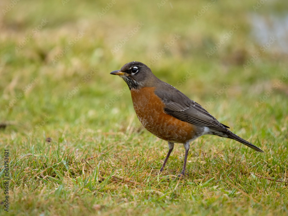 American robin, Turdus migratorius American robin, Turdus migratorius