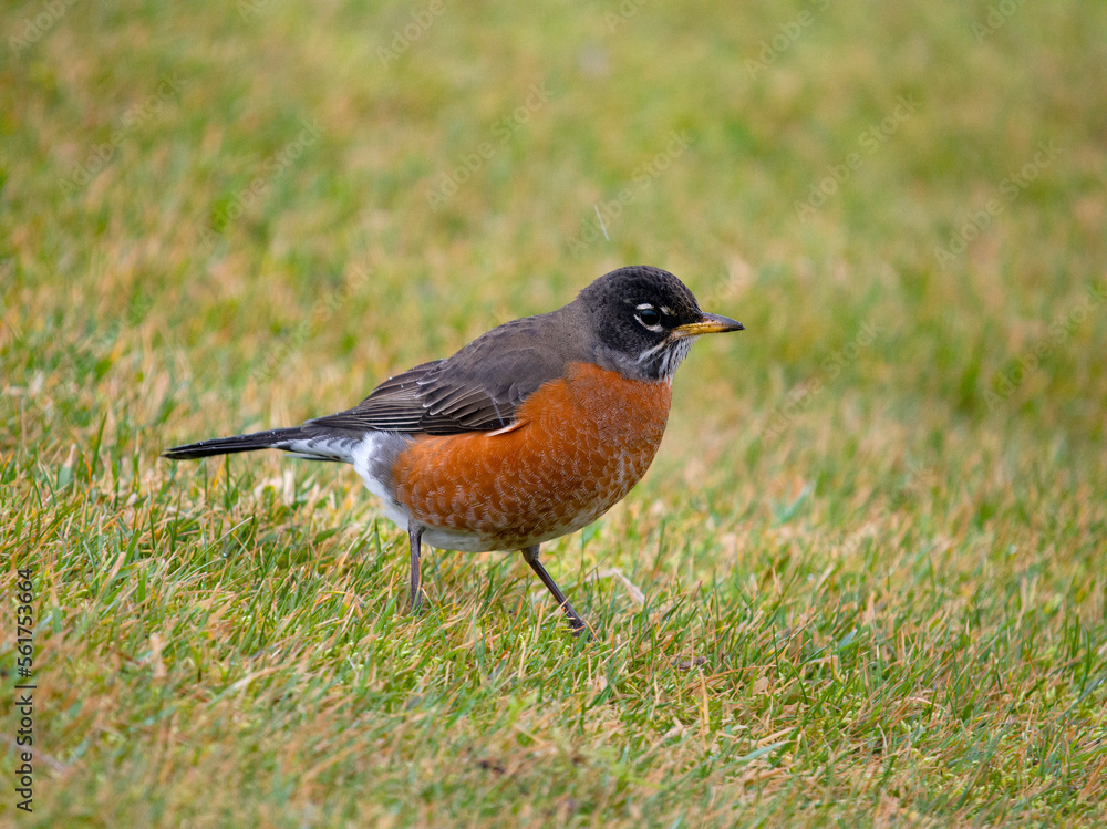 American robin, Turdus migratorius American robin, Turdus migratorius