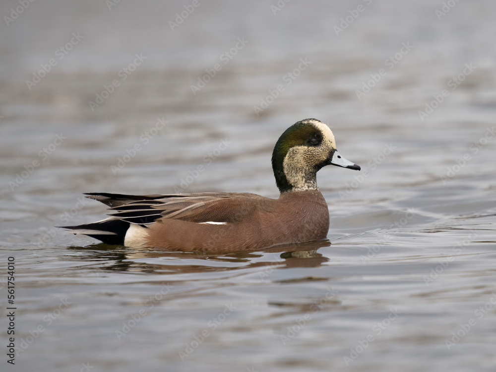 American wigeon, Mareca americana American wigeon, Mareca americana