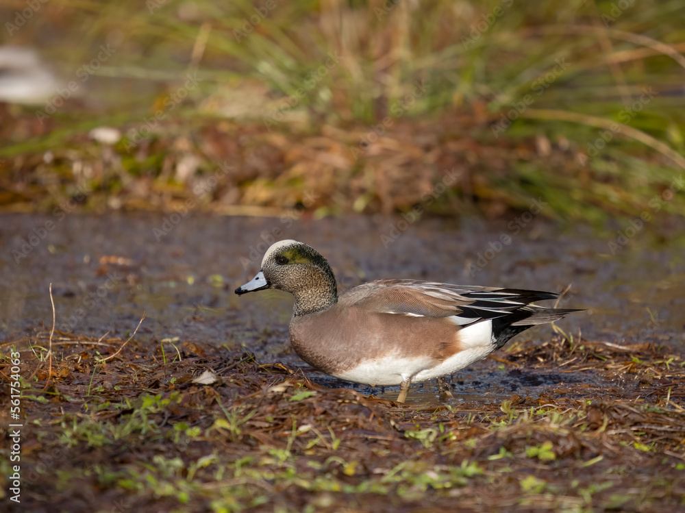 American wigeon, Mareca americana American wigeon, Mareca americana