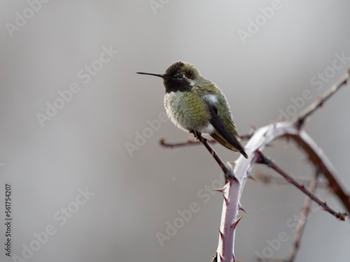 Anna's hummingbird, Calypte anna photo