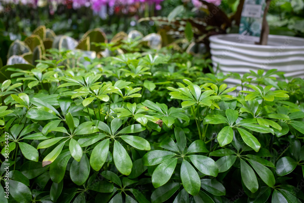 Photo of green small green plants seedlings and blossoming flowers in pots displayed on market stand for sale Photo of green small green plants seedlings and blossoming flowers in pots displayed on market stand for sale
