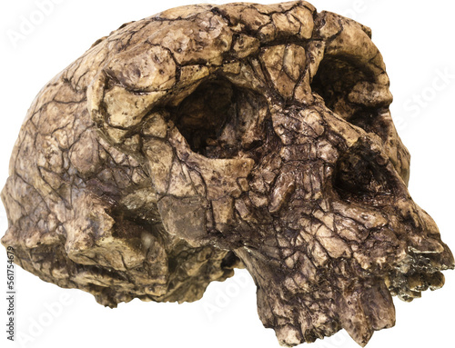 Photos Sahelanthropus tchadensis Skull