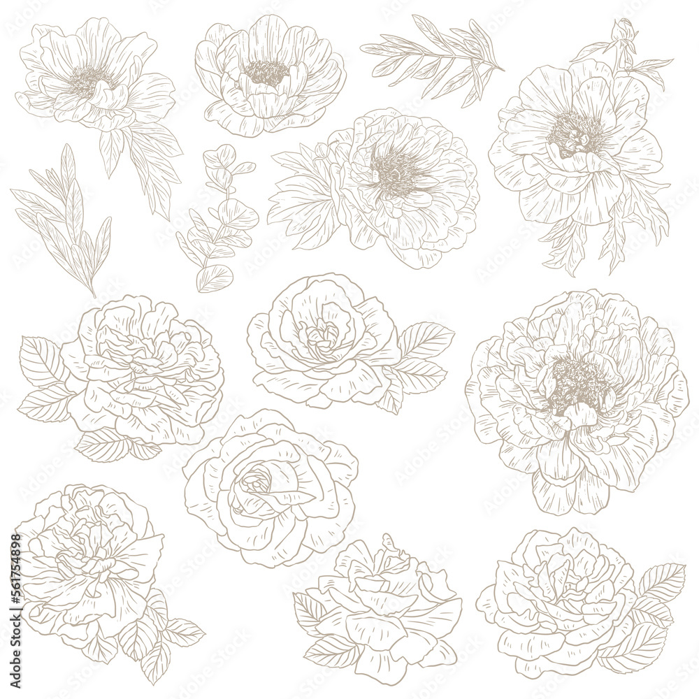 custom made wallpaper toronto digitalPeonies and peony roses blossom flowers illustrations. Hand drawn vector outline art set with floral theme